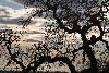 4_Silhouette hivernale