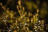1_ Aube dor�e