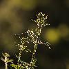 2_ Couleurs matinales