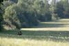 ... en arpentant les prairies fauch�es ...