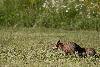 ... le goupil commun�ment appel� renard ...