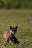 ... ensemble m�di�val de r�cits animaliers.