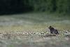 ... appel� �galement chat forestier (Felis silvestris silvestris) ...
