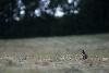... sa fourrure �paisse, brune � rayures noires ...