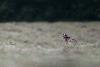 ...extr�mement timide, il vit en solitaire ...
