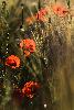 ... des Grands Coquelicots ...