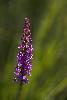 Orchis moustique (ou orchis moucheron) ...