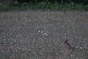 ... dispara�t dans la prairie fleurie.