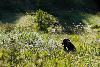... ces prairies me fascinent ...