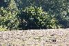 ... m�me en plein jour, le chat sauvage arpente son domaine ...