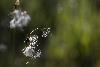 ... Linaigrettes � feuilles �troites ...