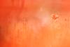 ... o� le rouge domine ...