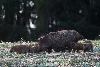 ... compos�e de deux laies ...