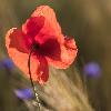 ... transparence ...