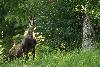 ... autre rencontre en pleine journ�e : un chamois ...