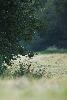 ... nom donn� � la femelle du chevreuil ...