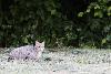 ... et chat sauvage ...