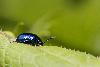 06_Chrysom�le_Oreina geminata ...