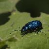 07_ ... de teinte bleue