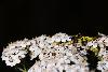03_ Insecte sur ombellif�re