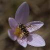 13_Syrphe sur Colchique