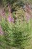 2_ ... double spirale  v�g�tale ...