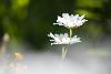 01_Deux Grandes Marguerites ...