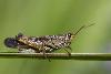 05_Criquet_Stauroderus scalaris
