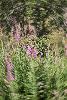 1_Spirale v�g�tale ...