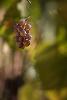 1_Raisin blanc ...