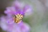 7_ Punaise sur fond d'orchis