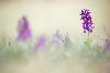 4_ ... Anacamptis morio ...