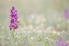 5_ ... le printemps ...