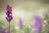 1_ A Ferreyres, Orchis bouffon ...