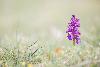 3_ ... Anacamptis morio