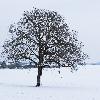 1_Arbre isol� ...