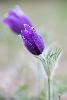 1_A Ferreyres, des An�mones de prairie (Pulsatilla patens) ...