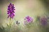 2_ ... des Orchis bouffons ...