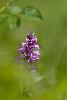 Orchis militaire (Orchis militaris) � Penthaz