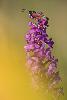 2_ ... une Zyg�ne sur un Orchis moustique...
