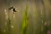 5_ ... � contre-jour, un Nacr� de la sanguisorbe ...