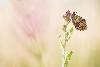 6_ ... le m�me en pleine lumi�re !