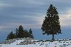 5_ ... barri�res traditionnelles et sapins font bon m�nage ...