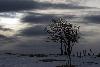 3_ ... d'arbres ...