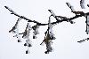 2_ ... le givre r�gne en ma�tre ...