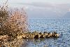 7_ ... L�man hivernal