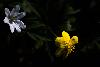 2_ ... en compagnie d'une An�mone sylvie ...