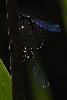 06_... accouplement d'Agrions �l�gants (Ischnura elegans) ...