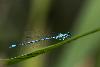 07_ ... l�, un Agrion jouvencelle m�le (Coenagrion puella) ...