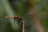 10_Symp�trum stri� (Sympetrum striolatum) ...